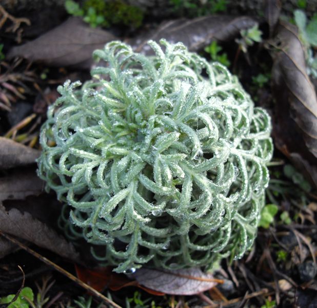 Ipomopsis aggregata photo